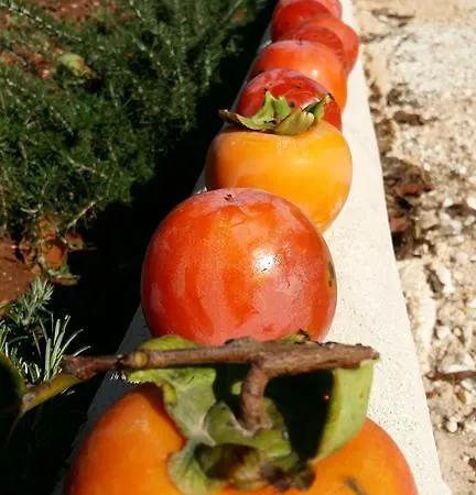 Dimora Bianca Cisternino