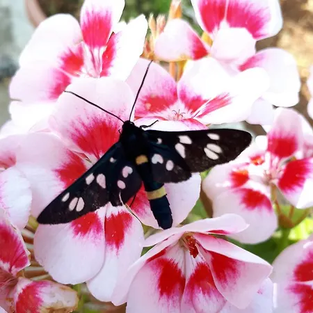 Dimora Bianca Cisternino
